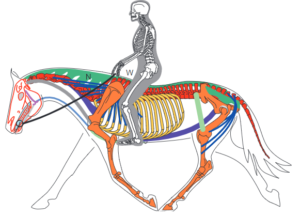 Saddle fitting classiques et western Saddle Fitting - Clinique de Biomécanique Équine